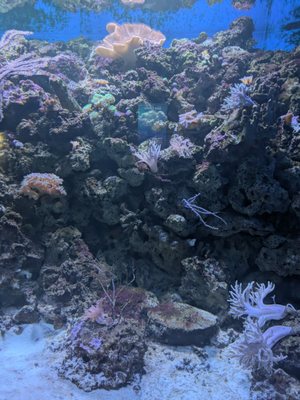 Aquarium At Moody Gardens by null