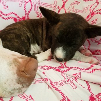 Nocturnal Kennels - Feli won't leave her side. Best buds - Pet Services Near Me - Roxboro, North Carolina Nocturnal Kennels - Feli won't leave her side. Best buds - Pet Services Near Me - Roxboro, North Carolina