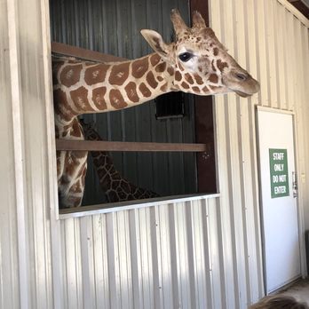 Franklin Drive Thru Safari - Petting Zoos Near Me - Franklin, Texas Franklin Drive Thru Safari - Petting Zoos Near Me - Franklin, Texas