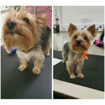 Yoli's Pet Grooming - Pet Groomers Near Me - Houston, Texas Yoli's Pet Grooming - Pet Groomers Near Me - Houston, Texas