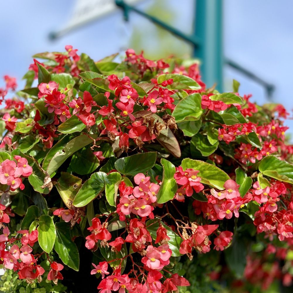 Fishers Nickle Plate District - Fresh Dragon wing begonias at The NPD Farmers market! - Music Venues Near Me Fishers Nickle Plate District - Fresh Dragon wing begonias at The NPD Farmers market! - Music Venues Near Me