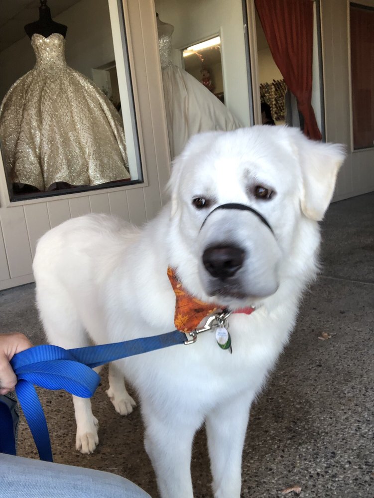 COUNTRY DOG GROOMING 67 Photos & 12 Reviews 861 Gray Ave, Yuba City