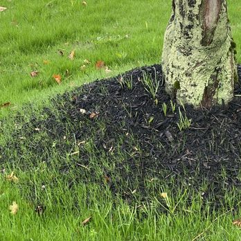 Heritage Landscape - the base of a tree that has been burned - Landscaping Near Me