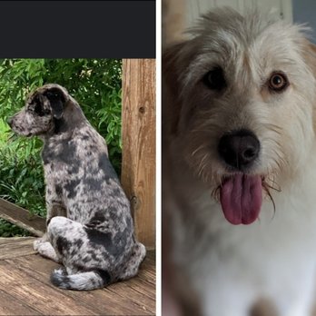 Companion Veterinary Care Center - My Brody and Lucy Jane! - Veterinarians Near Me - Florence, South Carolina Companion Veterinary Care Center - My Brody and Lucy Jane! - Veterinarians Near Me - Florence, South Carolina