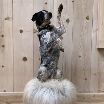 Francis Metcalf Dog Training - Pet Training Near Me Francis Metcalf Dog Training - Pet Training Near Me