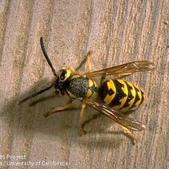 United Pest Solutions - Yellow Jackets, Wasps, bees, hornets removed quickly. - Pest Control Near Me - Kenmore, Washington United Pest Solutions - Yellow Jackets, Wasps, bees, hornets removed quickly. - Pest Control Near Me - Kenmore, Washington
