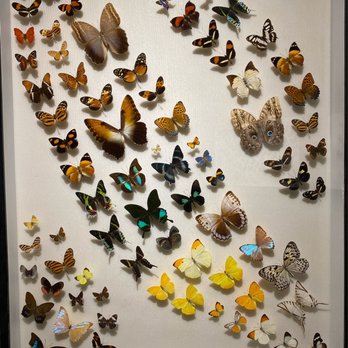 Butterfly World - Botanical Gardens Near Me - Coconut Creek, Florida