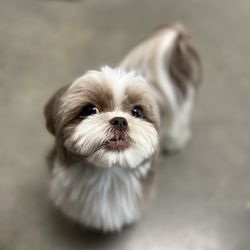 Austin Pet Stylist
