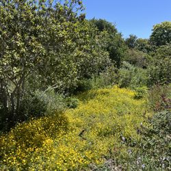 Larner Seeds - Sulfur Meadowfoam