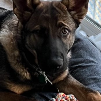 Baynine Dog Training - Our beautiful pup Ryder. - Pet Training Near Me Baynine Dog Training - Our beautiful pup Ryder. - Pet Training Near Me