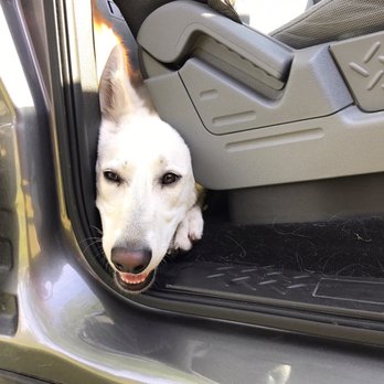 White Stone Kennels - Pet Breeders Near Me White Stone Kennels - Pet Breeders Near Me