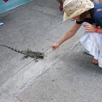 Coral World Ocean Park - Iguanas everywhere... - Aquariums Near Me - St Thomas, Virgin Islands Coral World Ocean Park - Iguanas everywhere... - Aquariums Near Me - St Thomas, Virgin Islands