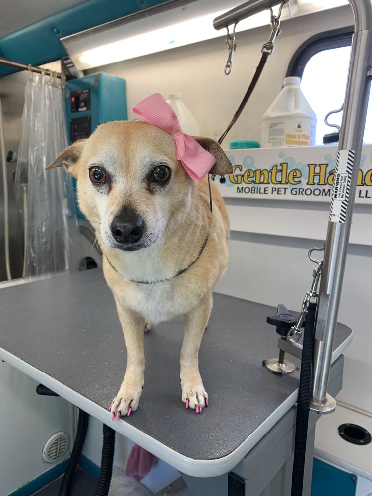 GENTLE HANDS MOBILE PET GROOMING Updated August 2024 32 Photos & 40