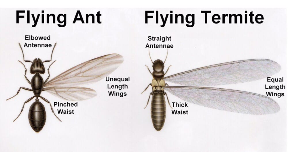 Venom Pest Services - veterans service organization in Inman, SC