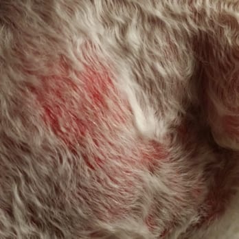Perky Pooch - razor burn on buttocks - Pet Groomers Near Me - Victorville, California