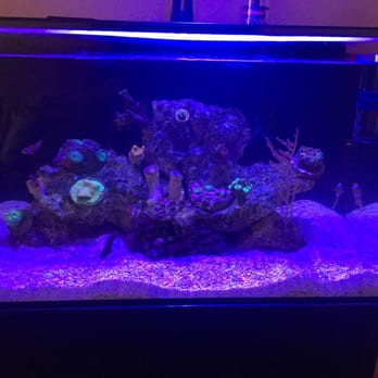 Reef-Licious - Out fish tank! - Pet Stores Near Me - Albuquerque, New Mexico