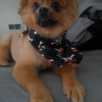 Pet Haven - AAA Pro Pet Groomers - Pet Groomers Near Me Pet Haven - AAA Pro Pet Groomers - Pet Groomers Near Me