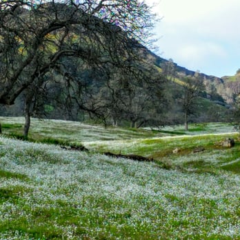 Wildflower Trail - 2.21.16 - Hiking Near Me - Clovis, California Wildflower Trail - 2.21.16 - Hiking Near Me - Clovis, California