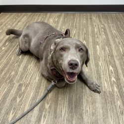 NDS Animal Hospital - Spur the Silver Labrador at NDS Animal Hospital