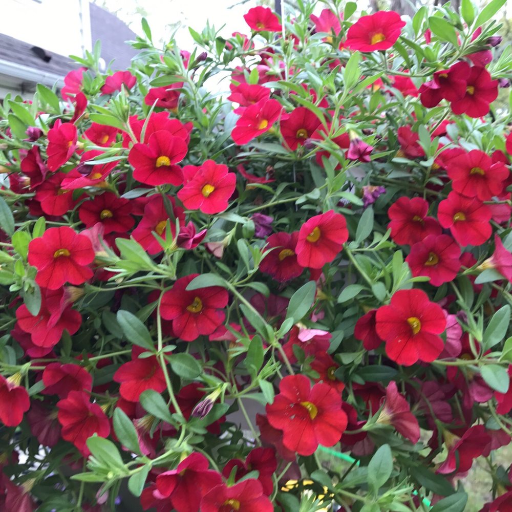 Flowers Elizabethtown Ky Best Flower Site