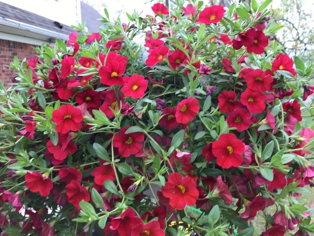 AUBREY’S CORNER Updated September 2024 6288 Shepherdsville Rd, Elizabethtown, Kentucky