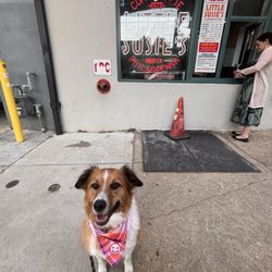 Doggo Molly- on her best behavior for the pie treat