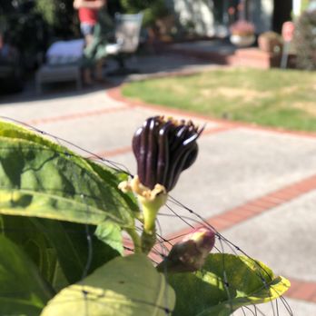 Wegman's Nursery - Baby Buddha's hand citron is growing! - Nurseries & Gardening Near Me - Redwood City, California Wegman's Nursery - Baby Buddha's hand citron is growing! - Nurseries & Gardening Near Me - Redwood City, California