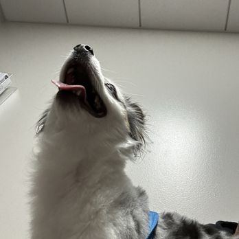 Creekside Pet Care Center - Happy and ready to go home! - Veterinarians Near Me - Keller, Texas