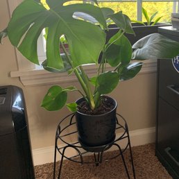My new Monstera Deliciosa!