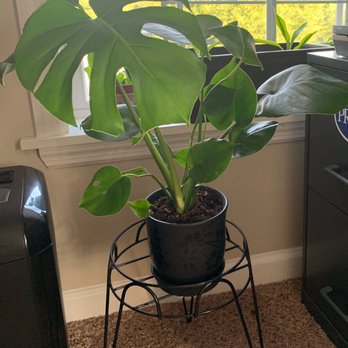 Indoor Outdoor Gardener - My new Monstera Deliciosa! - Nurseries & Gardening Near Me - Brooklyn, New York