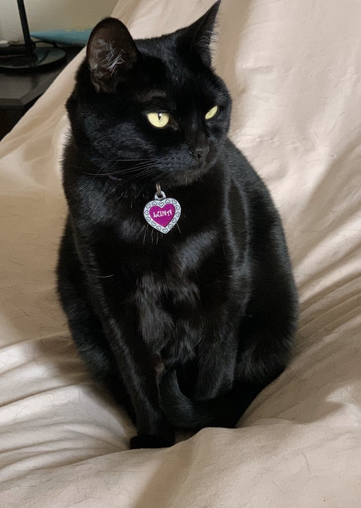 BETTER KITTY INHOME CAT GROOMING & CARE 40 Photos & 101 Reviews Seattle, Washington Pet