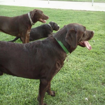 Central Bark Dog Park - Kenzo, Autumn, and Linus - Dog Parks Near Me - West Covina, California