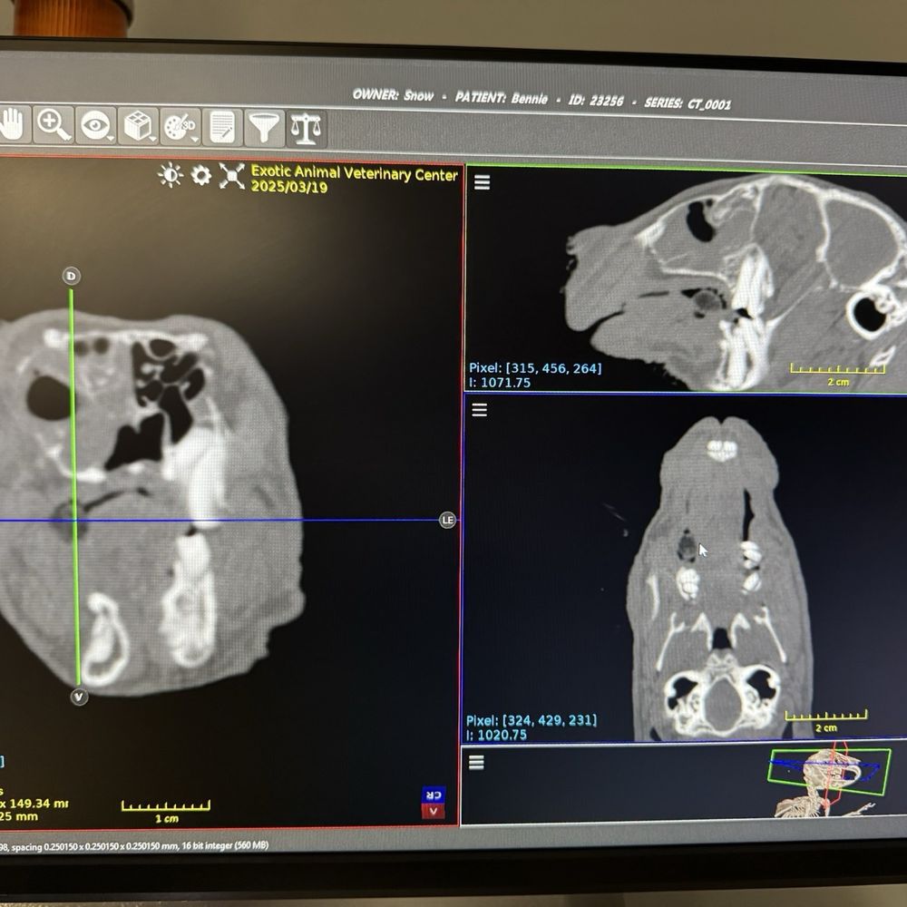 Exotic Animal Veterinary Center - CT scan of rabbit skull - Veterinarians Near Me - Pasadena, California