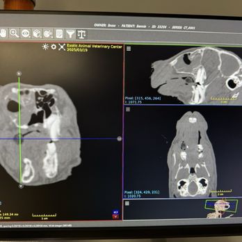 Exotic Animal Veterinary Center - CT scan of rabbit skull - Veterinarians Near Me - Pasadena, California Exotic Animal Veterinary Center - CT scan of rabbit skull - Veterinarians Near Me - Pasadena, California