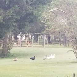 Cedar Grove RV Park & Campground