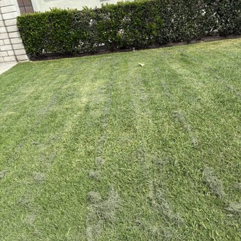 Princess 21 Lawn Care Service - Portion of front yard with grass clippings and trash left behind after Jose serviced yard. - Lawn Services Near Me - Montclair, California
