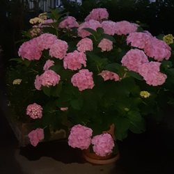 Lindners - Im Garten