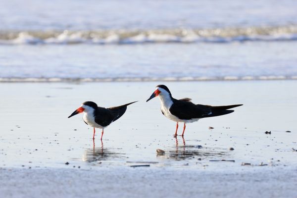 Charleston Outdoor Adventures by null