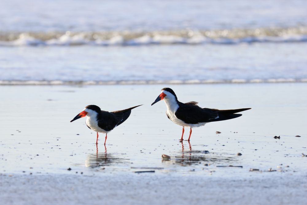 Social spots from Charleston Outdoor Adventures