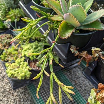 Fast's Greenery - Nurseries & Gardening Near Me - Arrington, Tennessee