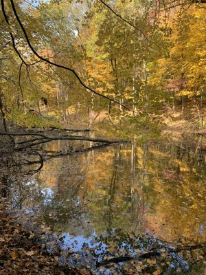 Wolf Tree Nature Trails