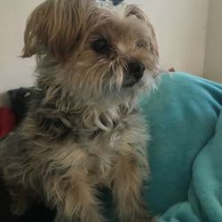 Groveport Canal Animal Hospital - My angel Maxwell