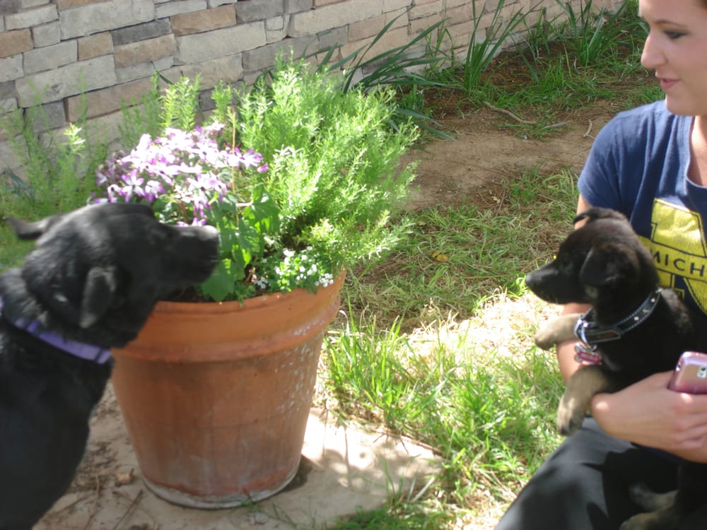PET SITTING NORTH PHOENIX Updated May 2024 Glendale, Arizona Pet