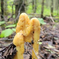 Far North Bicentennial Park - Beautiful mushrooms every August
