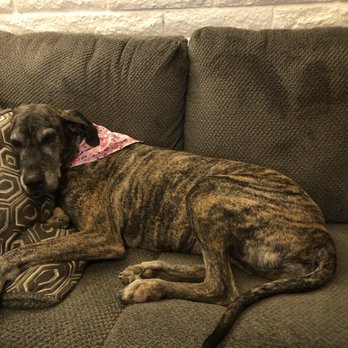 Furever Spoiled Grooming - Pet Groomers Near Me - Mesa, Arizona Furever Spoiled Grooming - Pet Groomers Near Me - Mesa, Arizona