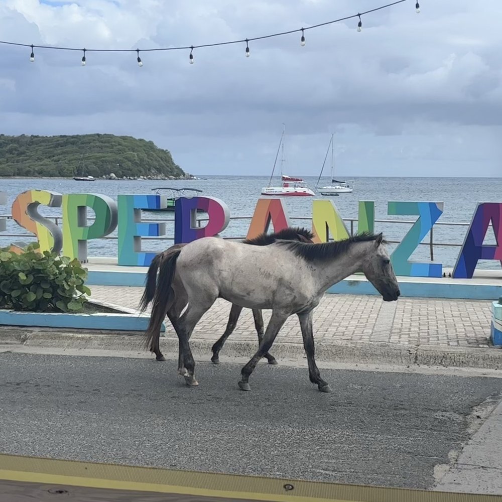 Duffy's Esperanza - Views from the restaurant - Burgers Near Me - Vieques, Puerto Rico