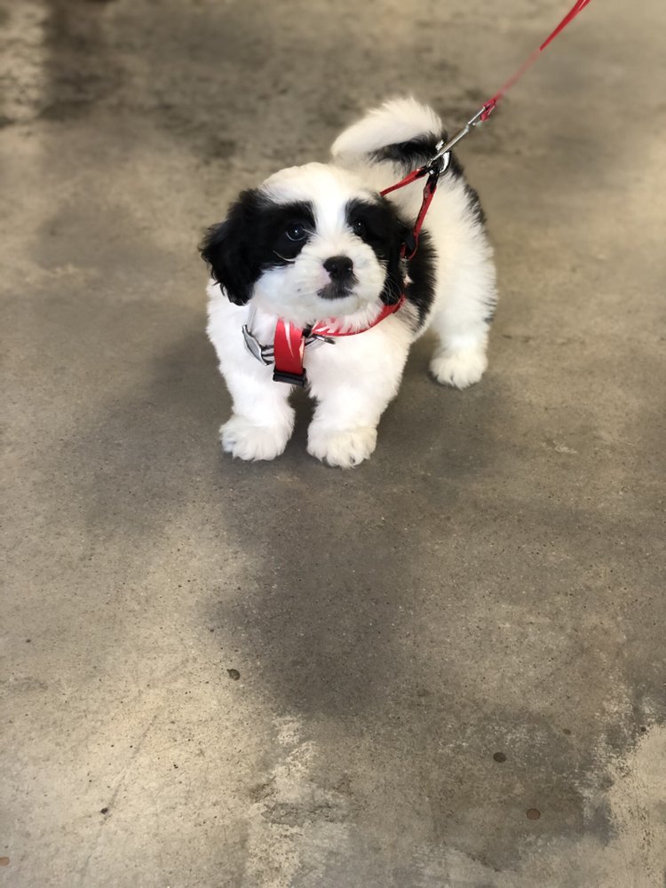 THE GOOD DOG 379 Photos & 385 Reviews 7890 Haven Ave, Rancho