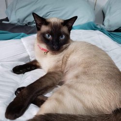 Nora's Siamese