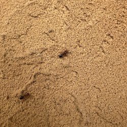 Alamo Termite & Pest Control - Ants