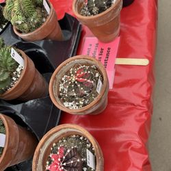 Longmont Farmers Market - Succulents galore!